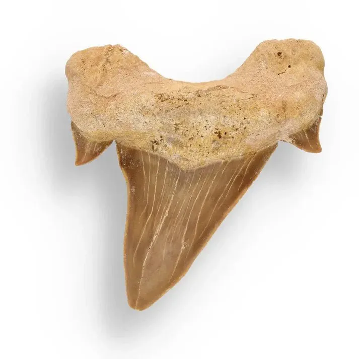 Jaws - Megalodon Tooth set in Dim Grey