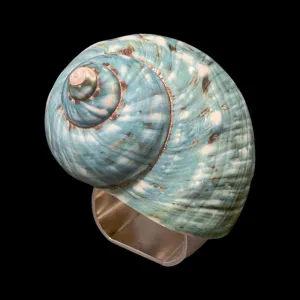 Large Jade Turbo Turbo Shell Napkin Ring | Set of 4