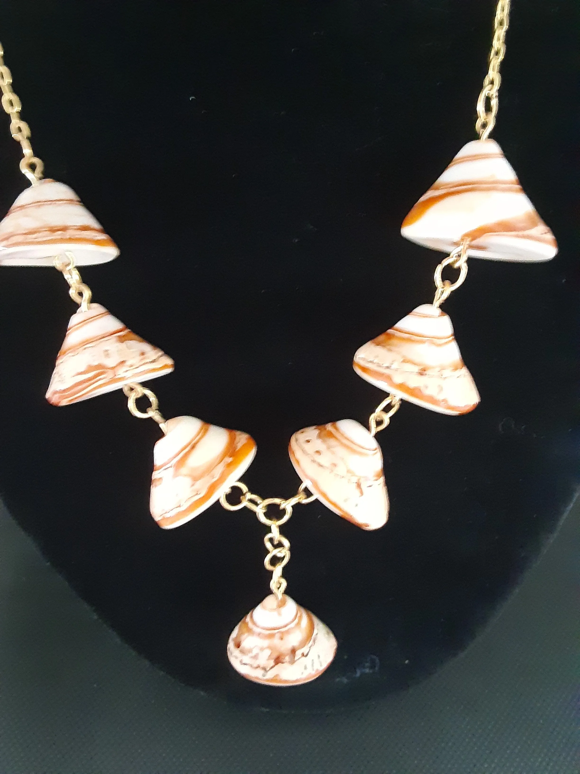 N #154 Went looking for Sea Shells. Found Top Shell Spiral and Conical Shells!!