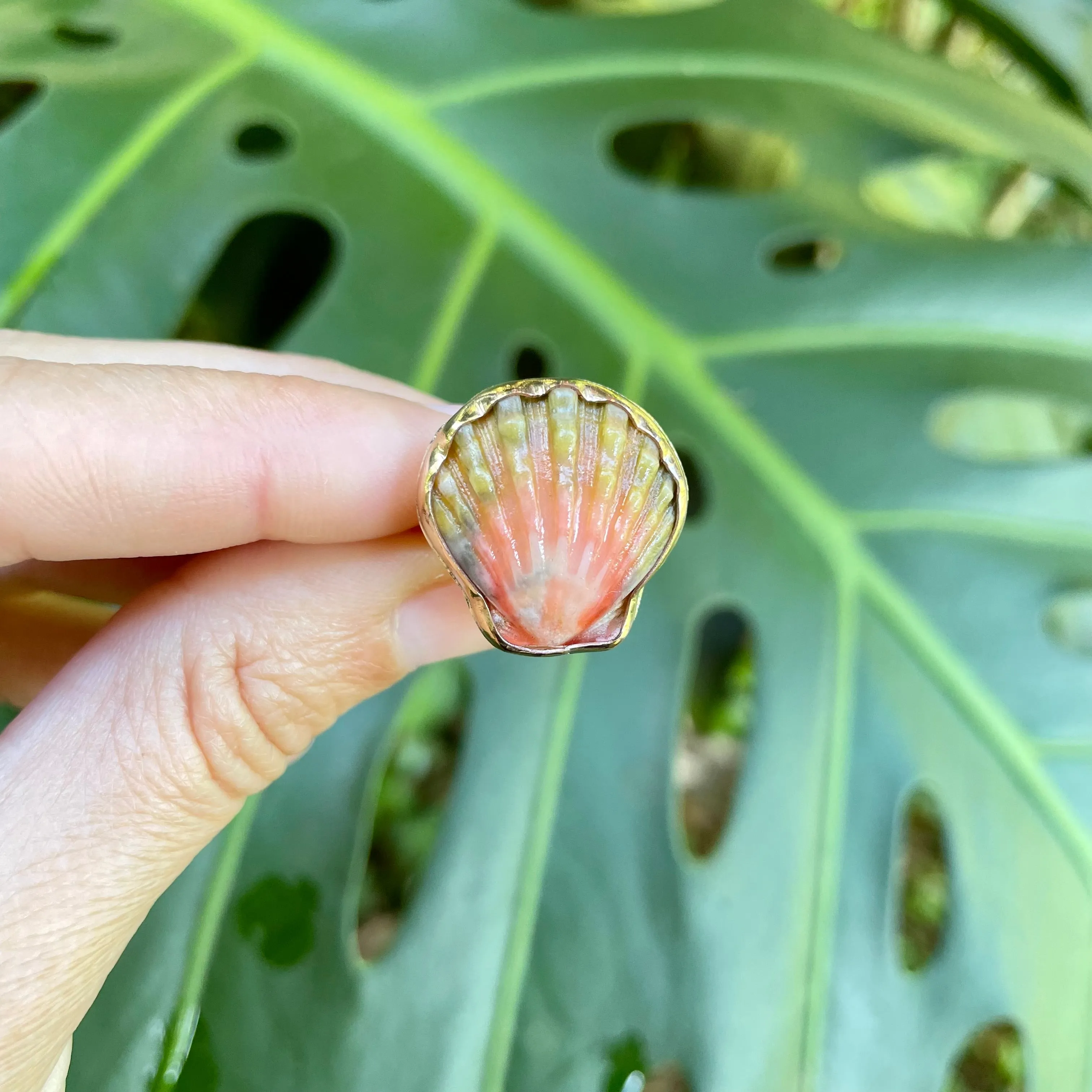 Sunrise Shell Ring in Gold Fill