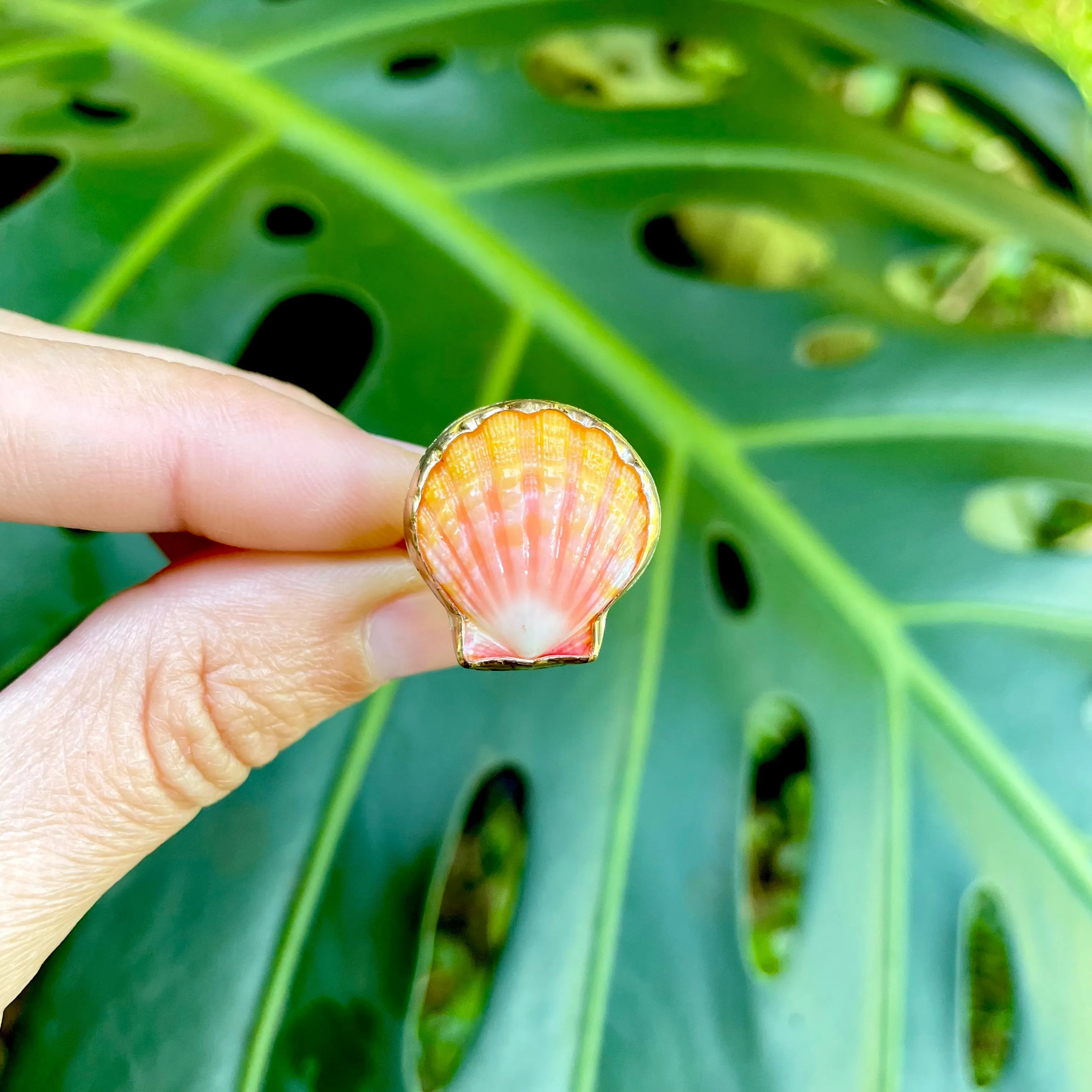 Sunrise Shell Ring in Gold Fill